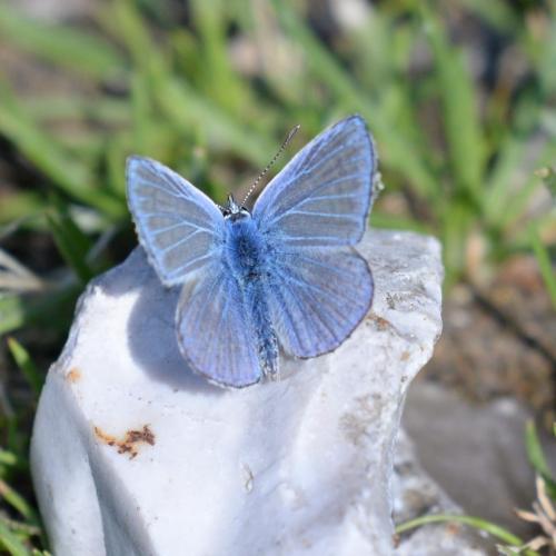 Réf. 346 987 : Polyommatus sp.
